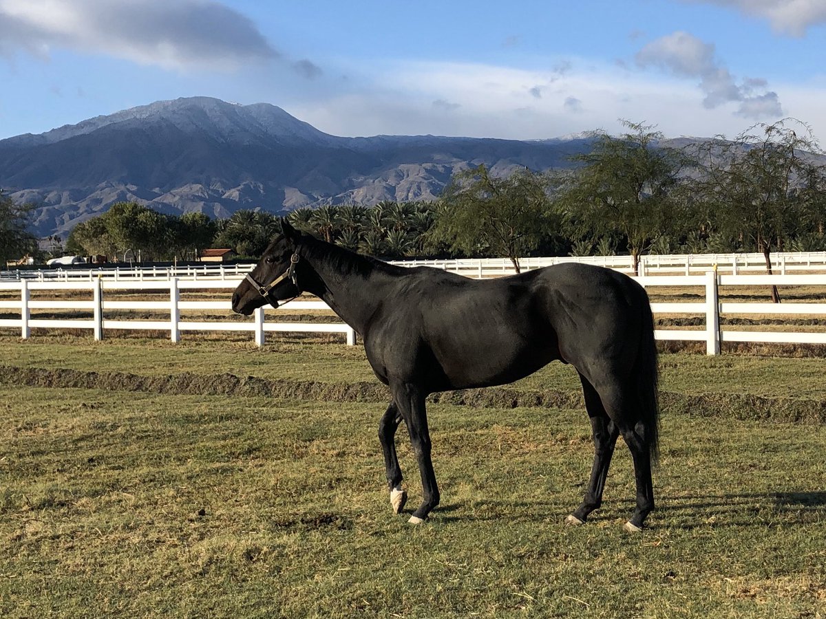 MyRacehorse's tweet photo. Guess who? It's former #MyRacehorse Nileist - by Pioneerof the Nile - enjoying his new crib with @GloriousAllianc. Thanks to some amazing efforts by @acacia_courtney @sebcourtney @racingforhome @Kimbchr our boy is happily homed. 🙏🐴💯
#MondayMotivation #MyRacehorse https://t.co/HGTGwCmQnJ