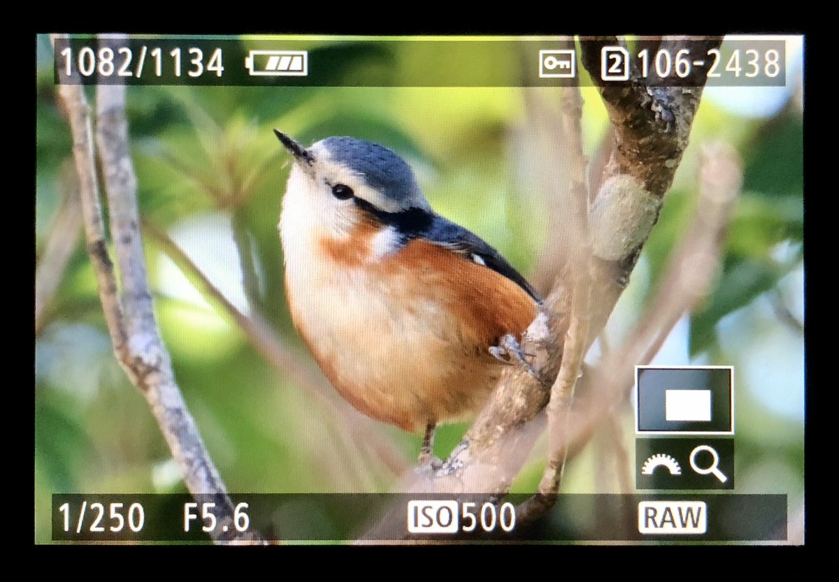 SamuelProgin's tweet image. A White-browed Nuthatch’s day is a good day 😊! #endemic #birding #myanmar #mountvictoria