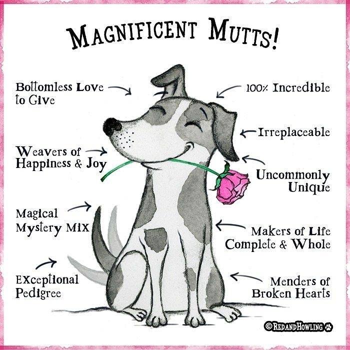 DallasDogLife tweet media