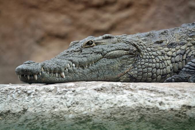 Helbig Lab (@helbiglab) on Twitter photo Excited to finally get this collaborative work out there investigating poxvirus in crocodiles! res.mdpi.com/d_attachment/v… <a href="/SubirSarker3/">Sarker Lab</a> <a href="/CrocResearch/">CrocResearch</a> <a href="/LTUresearchers/">La Trobe Researchers</a> @PAM_latrobe <a href="/AusVirologySoc/">Aust'asian Virology</a> Excited to finally get this collaborative work out there investigating poxvirus in crocodiles! res.mdpi.com/d_attachment/v… <a href="/SubirSarker3/">Sarker Lab</a> <a href="/CrocResearch/">CrocResearch</a> <a href="/LTUresearchers/">La Trobe Researchers</a> @PAM_latrobe <a href="/AusVirologySoc/">Aust'asian Virology</a>