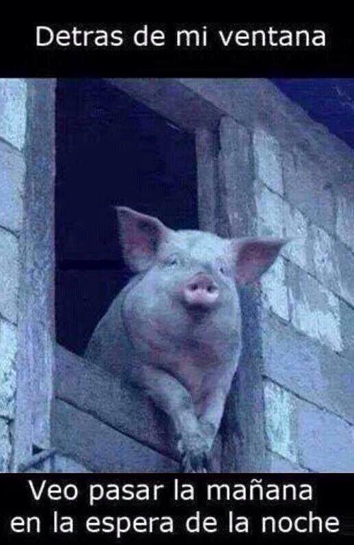 _iNena2's tweet image. Así ta' Prince bb😞