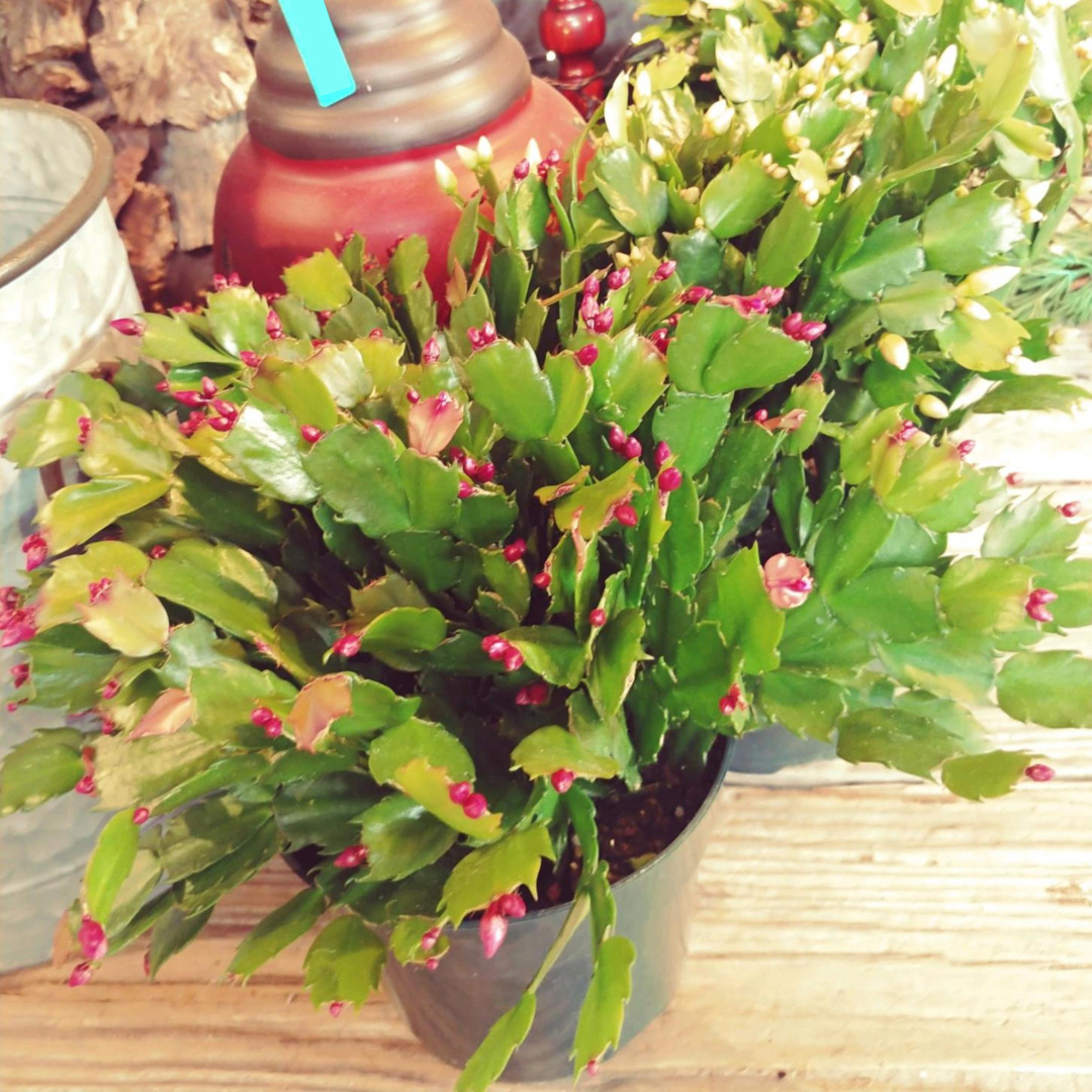 The Christmas Cactus is really a succulent. It blooms during the Holiday season & makes a great gift 🎄🌸⁣ 🎅⁣

#greatgiftidea #christmascactus #succulent #houseplants#houseplantlover #plantsmakepeoplehappy #christmasgoals #southportncgardencenter #allinbloomsouthport