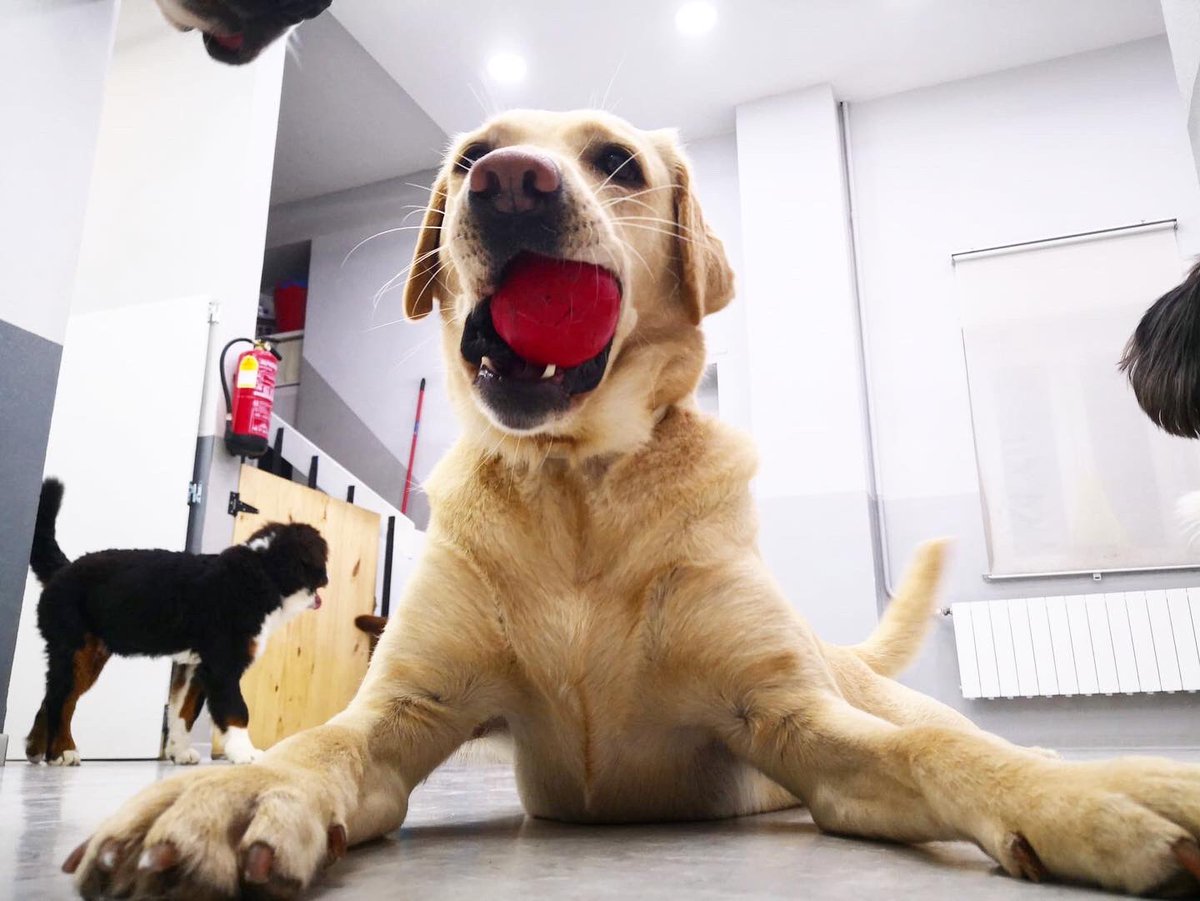 guaurderia's tweet photo. Hoy la pelota es mia! #guarderiacanina #guarderíacanina #perrosdemadrid #instaperro #dogofmadrid #kong https://t.co/EJCuywKTPw