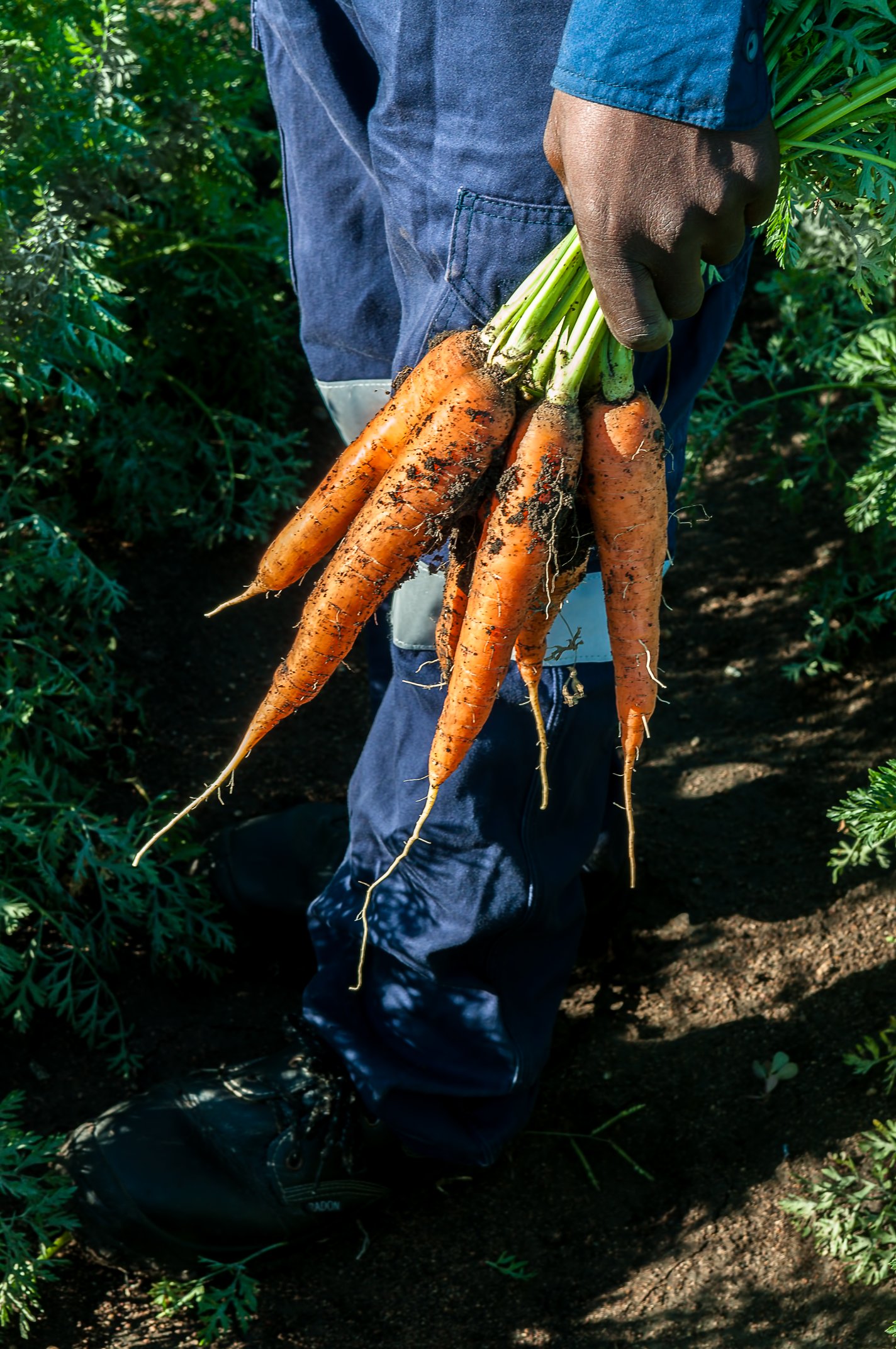 Langplaas on Twitter: "Carrots are a great source of beta-carotene that the body changes into Vitamin A If your carrot is deep orange it has more beta-carotene! Taste and see that Langplaas