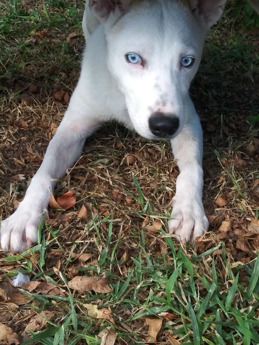 whitepeonyfarm's tweet photo. 🐾❤️Hey Y'all I'm LIAM,  looking for my loving, forever 🏡. They say I'm 10 months old, a GS mix. I'm playful, w/ a sweet personality,  get along with other 🐾 &amp; children. I'm looking 4 someone 4 life to be their special companion.  Could that be you? https://t.co/IBlCKVPnGY ❤️🐾 https://t.co/BWbYttkPEi