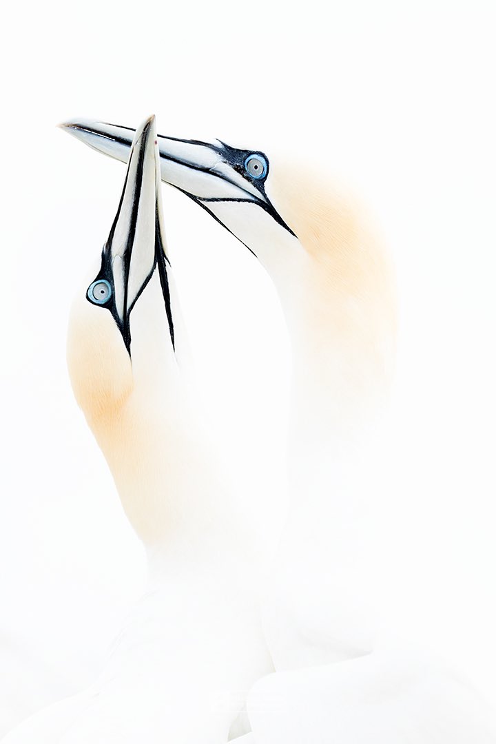 Francisco Romero I WildLife Photographer tweet media