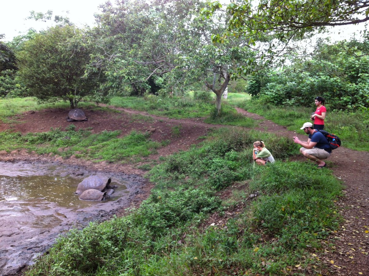 Spotting giant #tortoises in the highlands on Santa Cruz Island. 🐢 galakiwi.com/our-tours/gala… #Galapagos