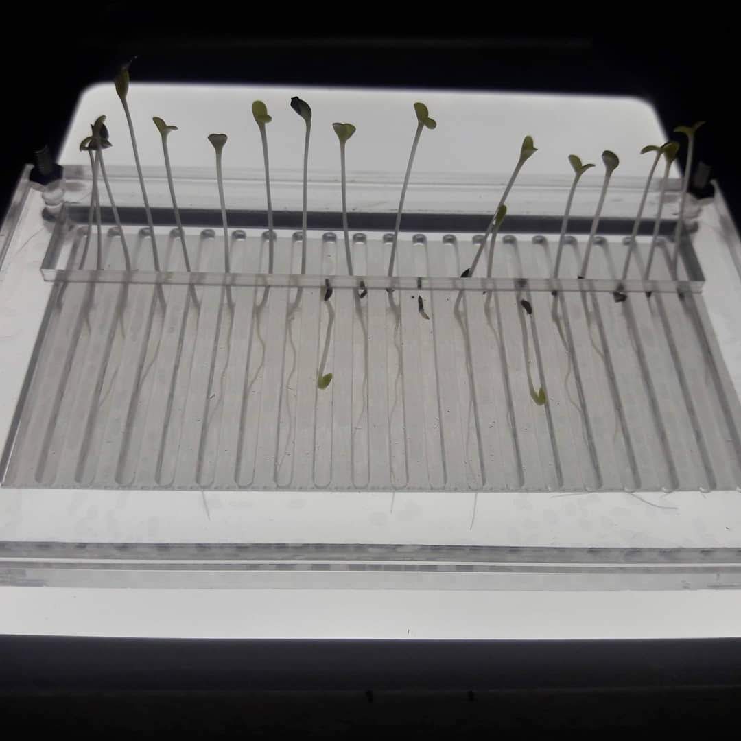 microfluidica's tweet photo. The project titled "Devices for diagnosis and monitoring of biological tests combined with cellphones" received the first honorable mention at the 25th anniversary edition of the Innovat contest. The project is the result of a collaboration between GSaM and Dr. Maia Lescano https://t.co/WzsNW5zFYY