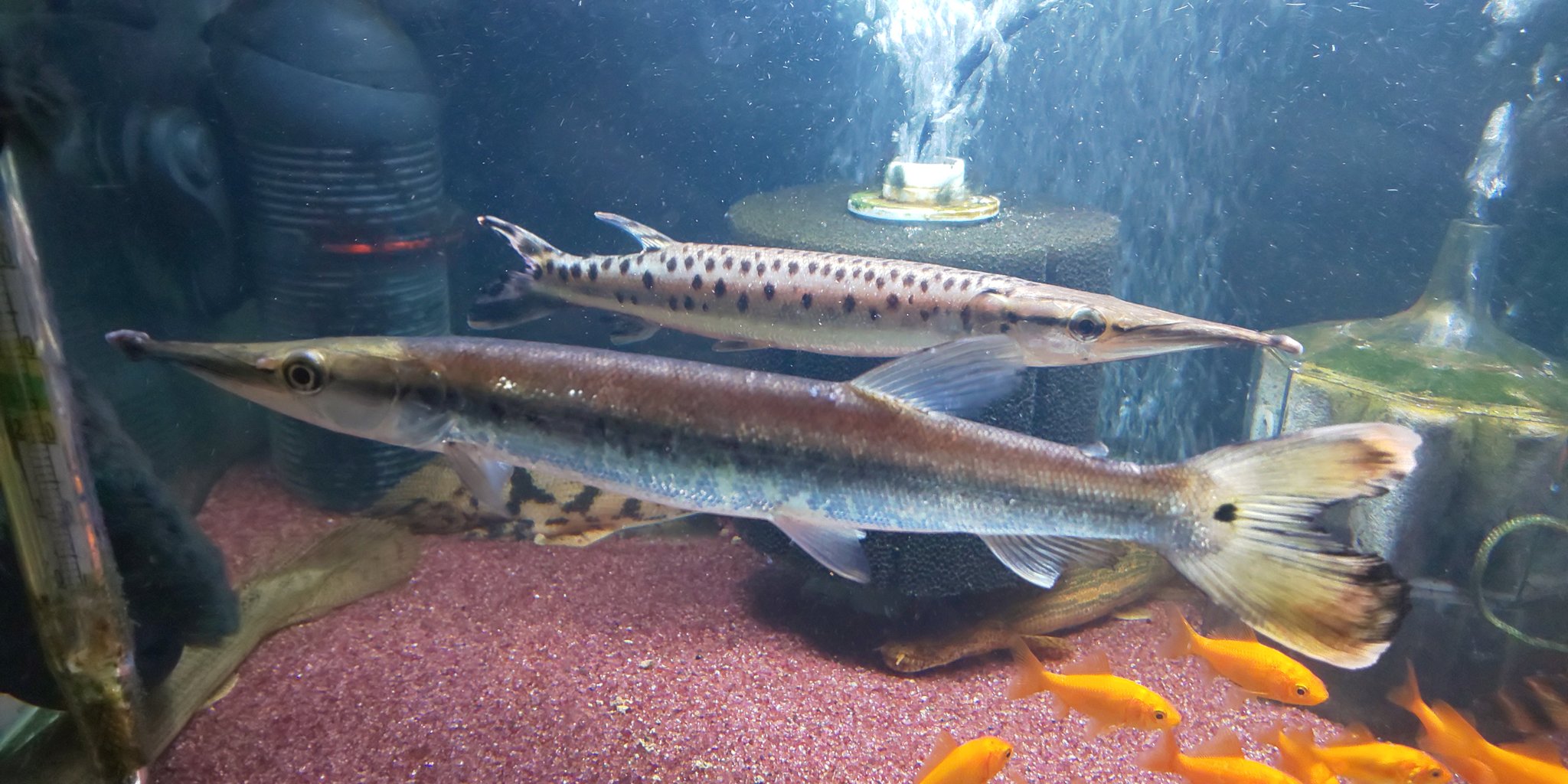 熱帯魚 マーブルハイドロシナスガー、ゴールデンパイクカラシン