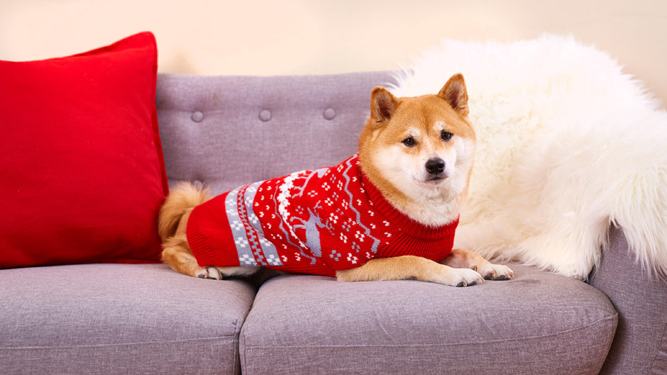 When Should Dogs Wear Sweaters