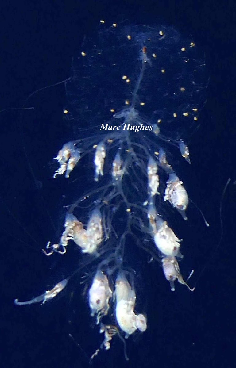 maczooid's tweet image. Like an ornament laden Christmas tree this siphonophores “branches” are dotted with crustaceans instead of decorations. With a belly full of amphipods it seems someone is eating good for the holidays!