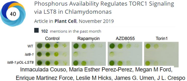 The Plant Cell (@theplantcell) on Twitter photo Read the #1 The Plant Cell article based on number of mentions during the past month. With 102 mentions: Phosphorus Availability Regulates TORC1 Signaling via LST8 in Chlamydomonas #Phosphorus <a href="/ChlamyAutophagy/">Crespo lab</a> <a href="/inmacouso/">inmaculada</a> <a href="/NervaMEPP/">Esther Pérez Pérez</a> bit.ly/2rRLEJx Read the #1 The Plant Cell article based on number of mentions during the past month. With 102 mentions: Phosphorus Availability Regulates TORC1 Signaling via LST8 in Chlamydomonas #Phosphorus <a href="/ChlamyAutophagy/">Crespo lab</a> <a href="/inmacouso/">inmaculada</a> <a href="/NervaMEPP/">Esther Pérez Pérez</a> bit.ly/2rRLEJx