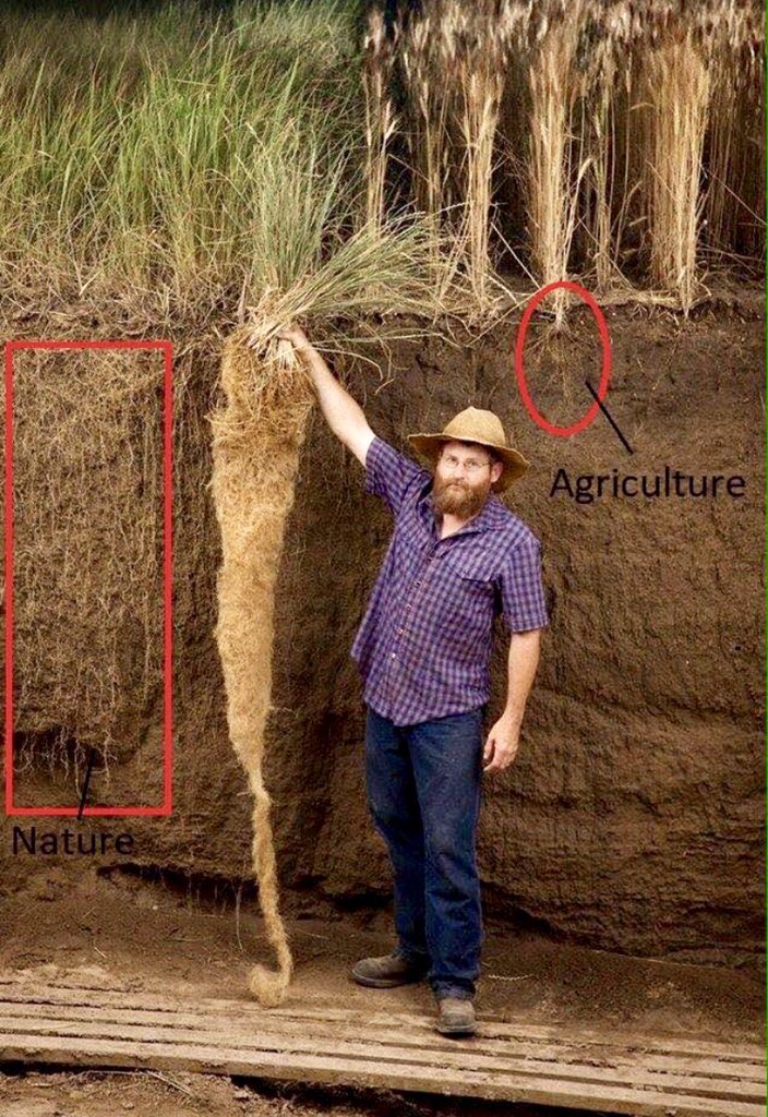 damongameau's tweet photo. A great example of the carbon sequestering power of perennial grasses compared to conventional annual crops. The roots act like ‘carbon pumps’ taking the carbon dioxide from the atmosphere and storing it in the soil as carbon. Large 👆🏼in water retention too . 📷 Land Institute. https://t.co/9sGMGu2vWn