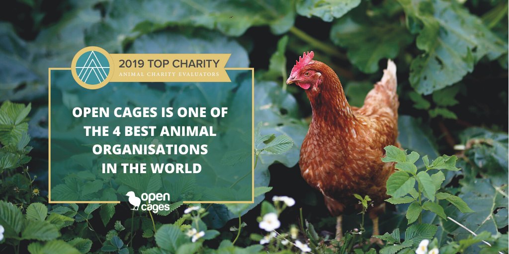 anima_uk's tweet photo. Announcement! Open Cages has been recognised by @AnimalCharityEv as as one of the most effective animal protection organisations in the world! ❤️

You can learn about the ranking here (under Anima International): https://t.co/iBlezci27x

Thank you for your support! ❤️ https://t.co/s1f2EdtgLQ
