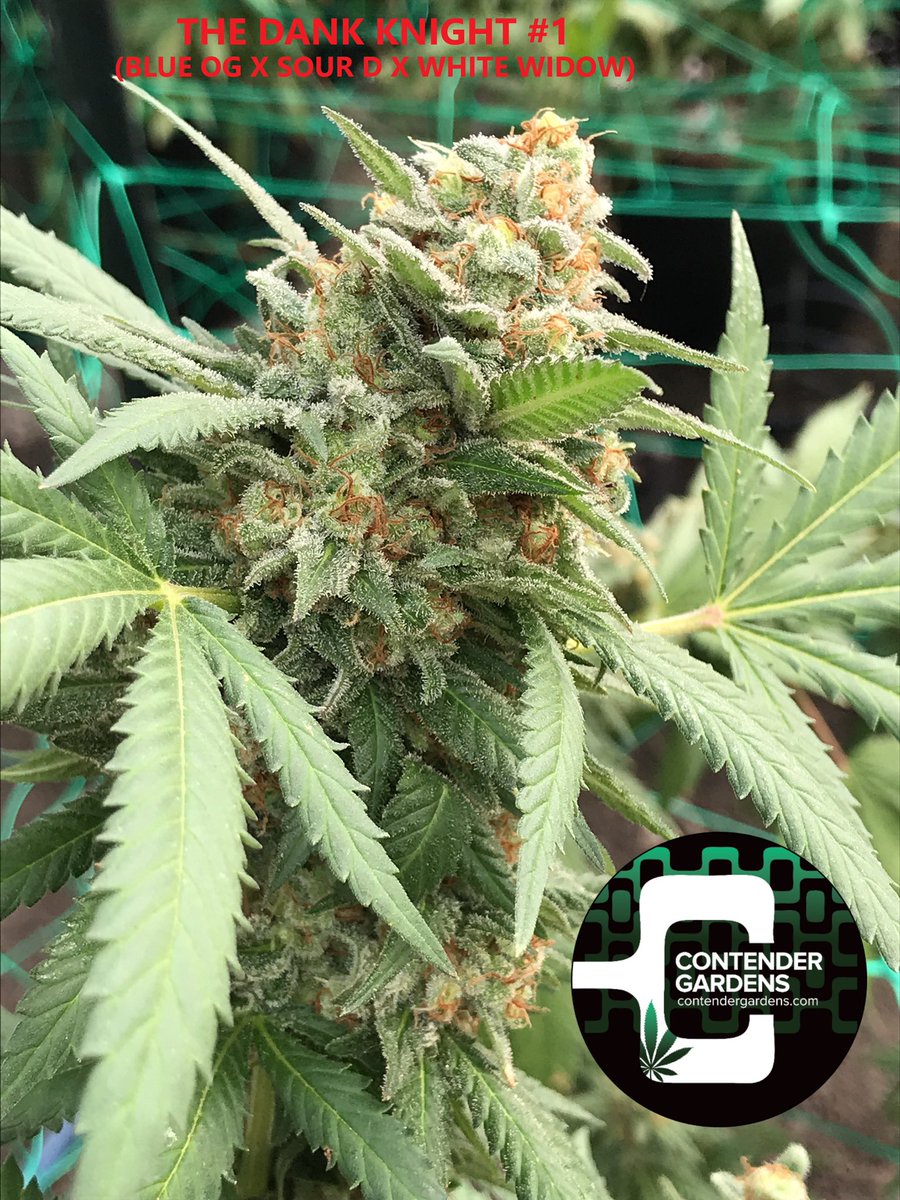 ContenderG's tweet photo. The Dank Knight rises to wish you a happy #marijuanamonday #CannabisCommunity #thedankknight #dank https://t.co/kgqYJHAF5f