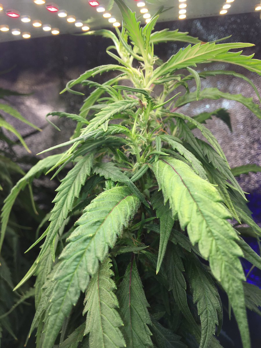 RabbitBbbbbb's tweet photo. OG thai / OG topshelf DM มาดึงเข้ากลุ่มครับ https://t.co/UN7hk6op0p