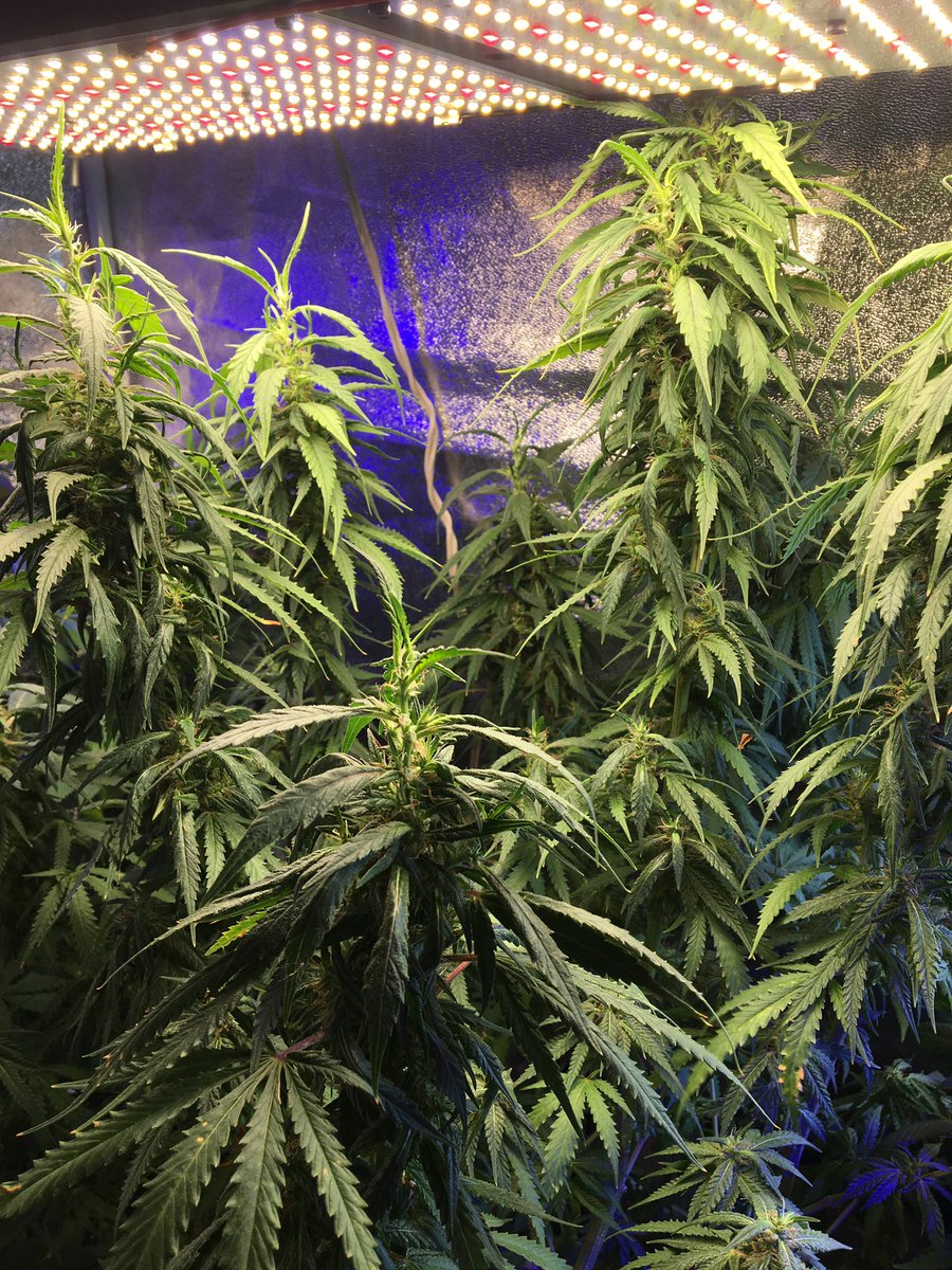 RabbitBbbbbb's tweet photo. OG thai / OG topshelf DM มาดึงเข้ากลุ่มครับ https://t.co/UN7hk6op0p