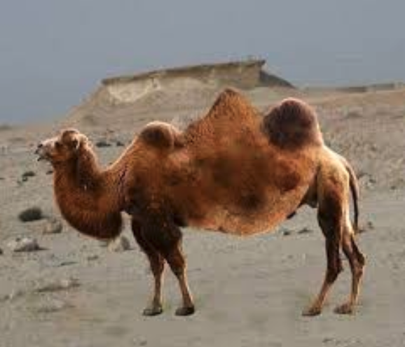 ApacheCamel's tweet image. Blog with top 10 of whats new in #ApacheCamel v3: camel.apache.org/blog/Camel3-Wh…