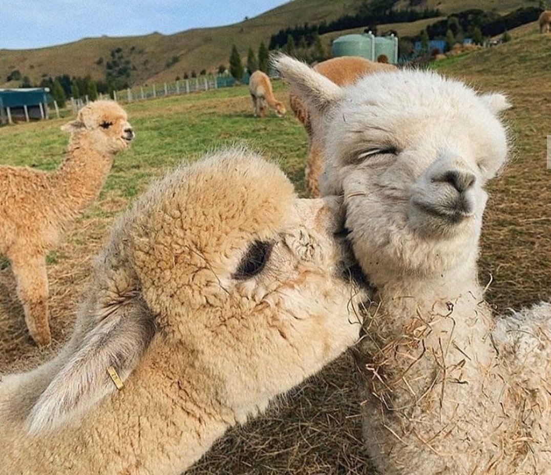 _ninininini's tweet image. Happy bday snoopy @ROOGHZ ❤