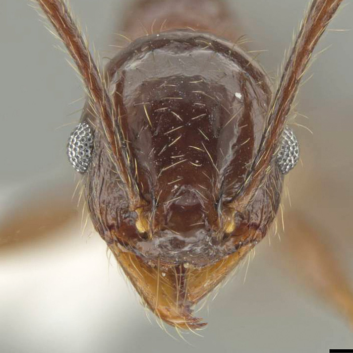 LonginoJack's tweet image. The base of an ant’s antenna is called its “scape.” This ant is named Pheidole platyscapa, after the flattened scape of this species. #LonginoLab #AntsRule #Pheidole #Pheidaily @UofUBiology