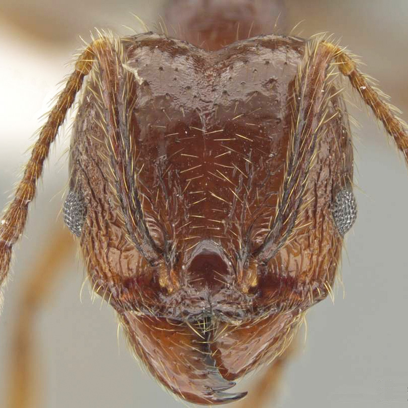 LonginoJack's tweet image. The base of an ant’s antenna is called its “scape.” This ant is named Pheidole platyscapa, after the flattened scape of this species. #LonginoLab #AntsRule #Pheidole #Pheidaily @UofUBiology