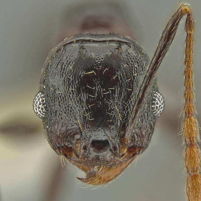 LonginoJack's tweet image. The mesonotum (where the second set of legs attach) is prominent in this ant, so it’s named Pheidole probolonotum. #LonginoLab #AntsRule #Pheidole #Pheidaily @UofUBiology