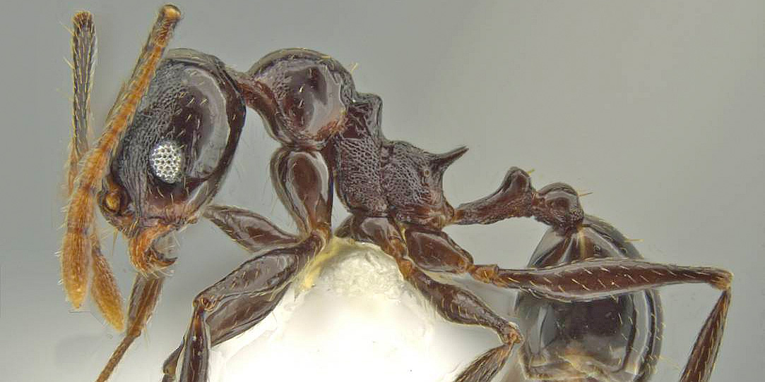 LonginoJack's tweet image. The mesonotum (where the second set of legs attach) is prominent in this ant, so it’s named Pheidole probolonotum. #LonginoLab #AntsRule #Pheidole #Pheidaily @UofUBiology