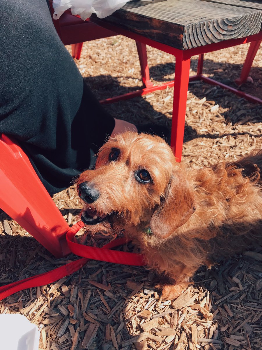 StillATX's tweet photo. Happy #NationalMuttDay! Here at #StillATX we love when you bring your pups of all shapes and sizes to visit our dog-friendly outdoor courtyard. https://t.co/yENYjoWSbA