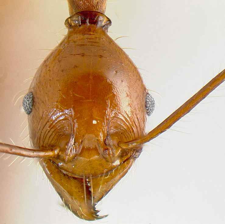 LonginoJack's tweet image. As with other ants, the name of this ant riffs off of a previously named species. In this case, Pheidole rogeripolita refers to smilar species P. rogeri. #LonginoLab #AntsRule #Pheidole #Pheidaily @UofUBiology