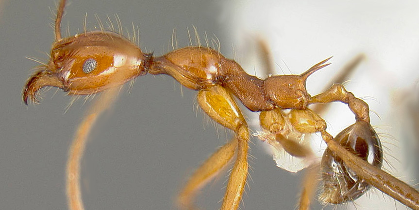 LonginoJack's tweet image. As with other ants, the name of this ant riffs off of a previously named species. In this case, Pheidole rogeripolita refers to smilar species P. rogeri. #LonginoLab #AntsRule #Pheidole #Pheidaily @UofUBiology