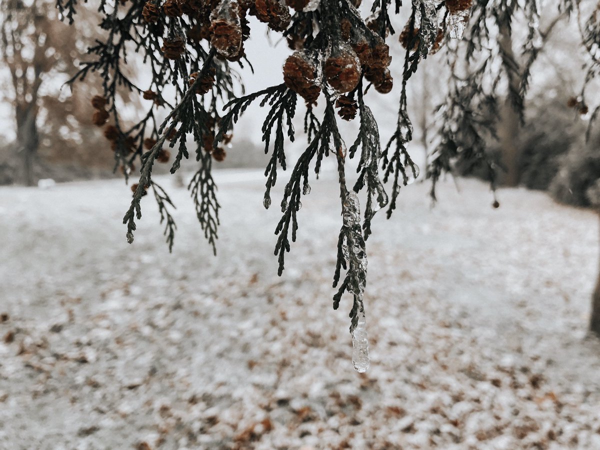 Mother Nature is beautiful ❤️❄️#winter #mountainash #cedar #trees #ice #onstorm