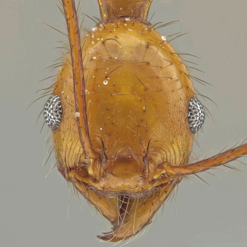 LonginoJack's tweet image. Meet Pheidole savegre, named after Costa Rica’s Río Savegre, where the species is found. #LonginoLab #AntsRule #Pheidole #Pheidaily @UofUBiology