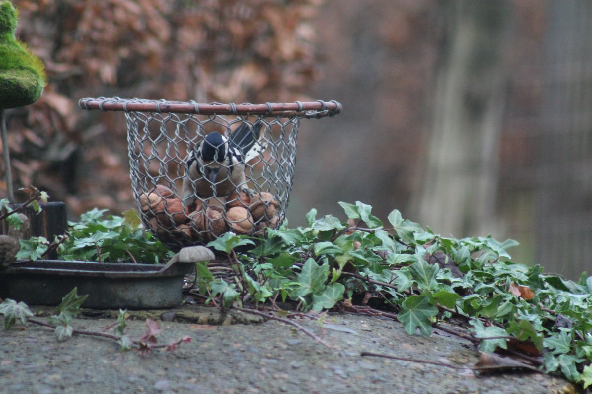 ArjanGrobben's tweet image. hij heeft ze voor het uitzoeken #grotebontespecht #walnoten #vogelskijken #bijvoerenmag @vogelnieuws @volgdenatuur @museumnaturalis