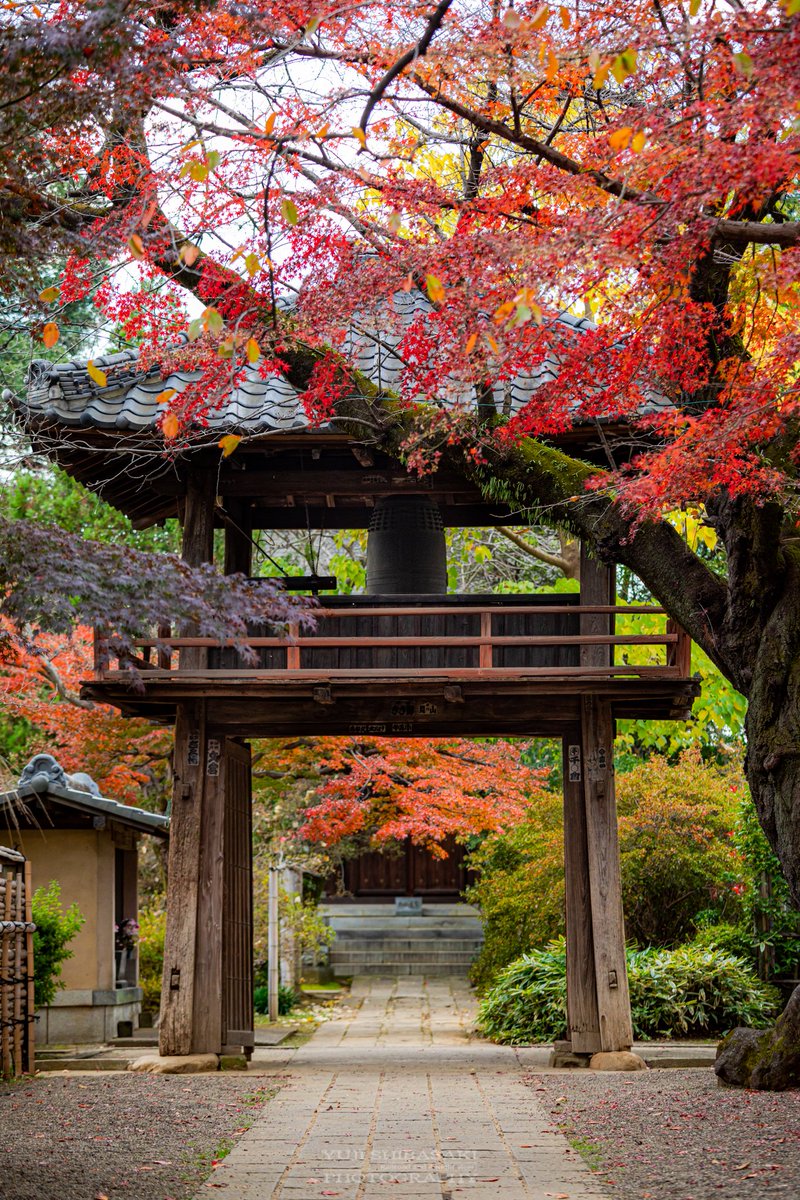 Yuji Shibasaki Photo على تويتر 晩秋の川越 紅葉もそろそろ見納めに 中院の紅葉も美しく喜多院には和傘のオブジェ 紅葉 川越 埼玉県