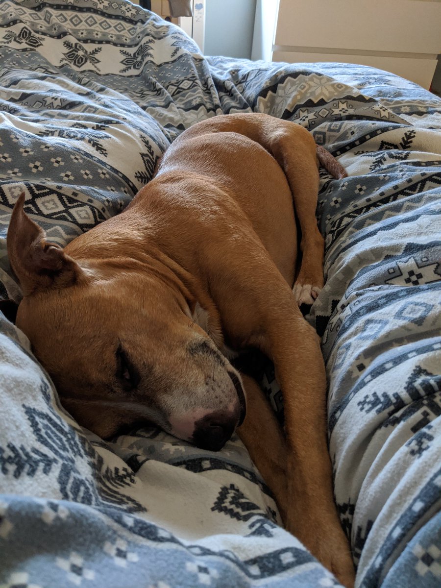 willow_woof's tweet photo. Dad is working a late shift tonight and so is still in bed at this time. I see it as my duty to keep him company. #SnoozyStaffie #RescueLife https://t.co/6eY3vYayCT