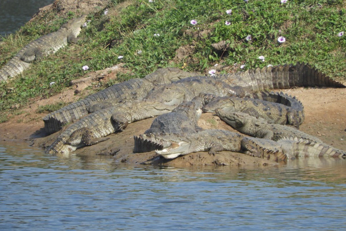 DCFAnandSF's tweet photo. #CrocodilePark 
Crocodiles were taking rest at Crocodile Park
Place: Deva Vanta, Sojitra Range
Date: 14/12/2019

@HoffPccf,@CCF_Ahmedabad,@drrajivguptaias,@CMOGuj https://t.co/Wl9Jyk7UA4