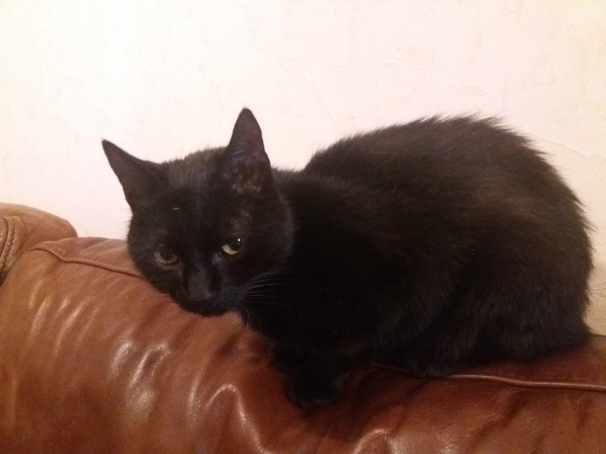FaikaG's tweet photo. Welkom in ons gezin Minoes #kittycat https://t.co/Fky2XzHGt2