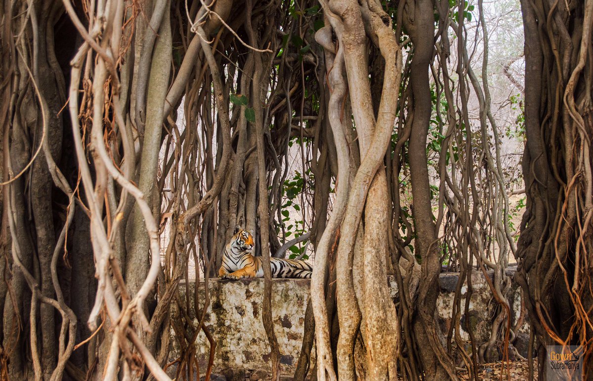 aliceonaroll's tweet photo. No competition to Bengaluru’s Dodda Alada Mara (https://t.co/CjDIDbstNP) but this Banyan tree in #Ranthambhore is no neophyte either. 

#Perspective #Wildlife #BanyanTree #Tiger #NaturePhotoDaily 

P.S. Spot the animal https://t.co/WR7rtitnQr
