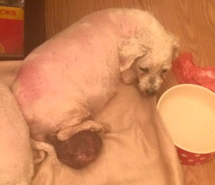 foarctwales's tweet photo. Day 17 Advent Calendar to @WelshGovernment Two years ago Carol arrived like this. One of four Bichons all exbreeding, all damaged physically and psychologically. Carol ‘s body has recovered her mind is work in progress. Is this enough evidence of why we must have #lucyslaw4wales https://t.co/JxLVmytKXn