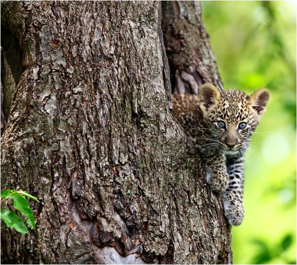 TulivuAdventure's tweet photo. Leopard cub resting in the tree! 
Its amazing snap just travel and enjoy in Tanzania.
#safari #africa #wildlife #travel #nature #wildlifephotography #animals #love #animal #photography #naturephotography #adventure #photooftheday #wild #zoo #lion #kenya #cheetah🐆🐆#animalkingdom https://t.co/PkB0yrvI4Z