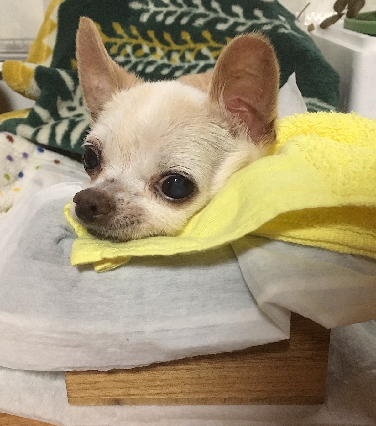 大野左紀子 9 27タロ見つかりました 亡き義父の遺したチワワおじいちゃん15歳 ついに介護老犬に 脚がもつれてよく転ぶ ようになり 転ぶと自分で起き上がれない ご飯を食べる態勢が維持できないので 介助が必要になった 犬用オムツも買わねば 春が