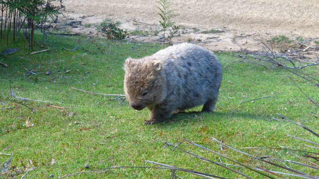 FreycinetR's tweet photo. Maria Island National Park, just off Tasmania’s east coast, is a haven for walking and cycling, a sanctuary for wildlife, and a living record of some of Tasmania’s most compelling history.
#freycinetpeninsula #Bicheno #eastcoasttasmania #tasmaniandevil #bichenobeach #Freycinet https://t.co/B3vHaDXs3X