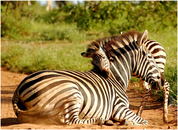 TheBigGameTours's tweet photo. My mother is the best mom all over the world.
Mom and baby #zebra seen on game drive at Arusha National Park.

To see this type of beauty visit us @ https://t.co/yau9y6xIqK

#wildlifetour #animalovers #animale #tanzania #tanzanian #safarilive #familysafari #animals #destinations https://t.co/ROV1tavh7r