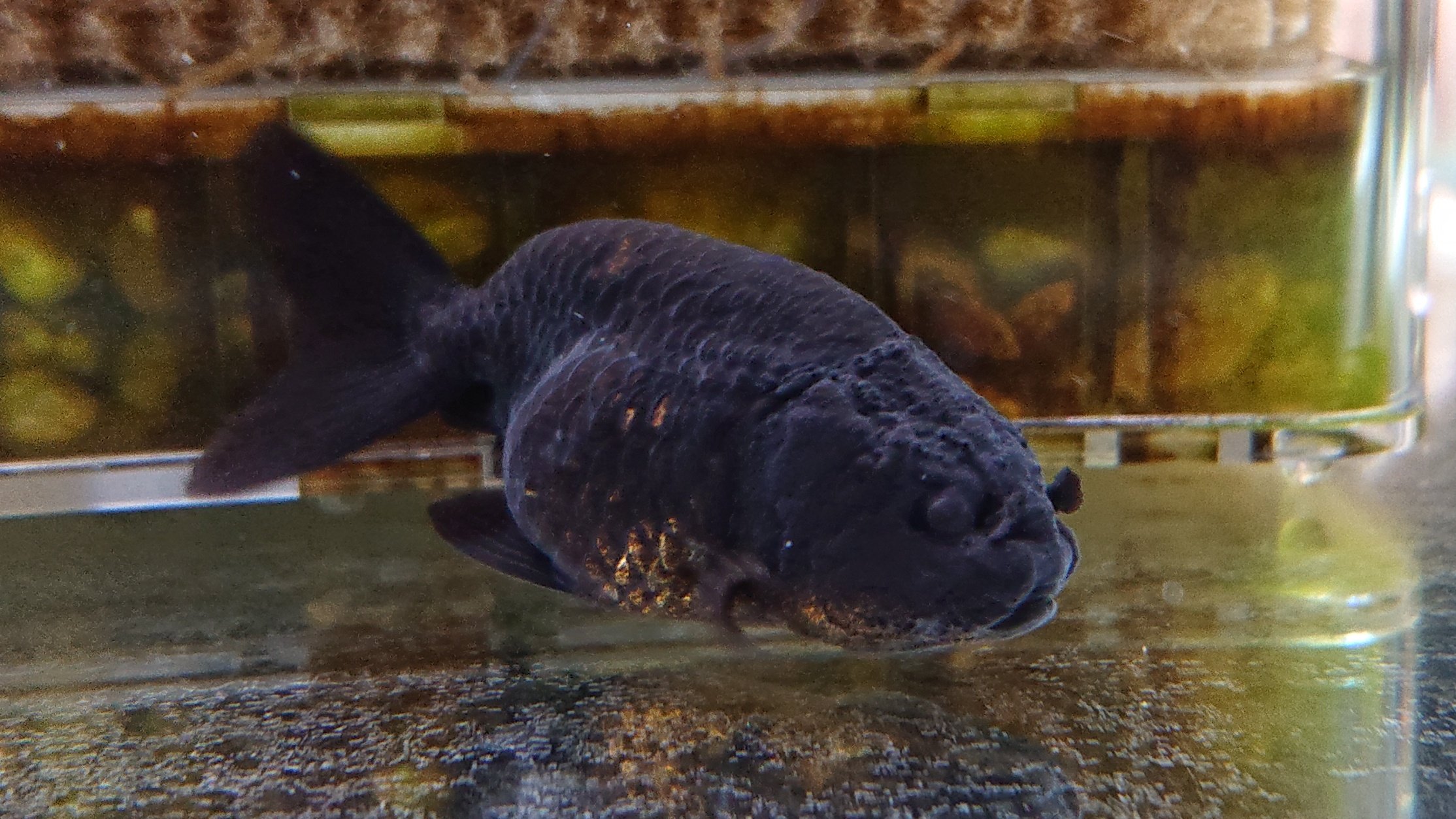 かず 先日購入した黒ランチュウ2匹です 黒ランチュウの目ってなんでこんななの ちゃんと見えてるのか 普通の目 のやつもいたけど あえてこういう目のやつを選びました 黒ランチュウ 金魚 T Co U5nxcc0rhl Twitter