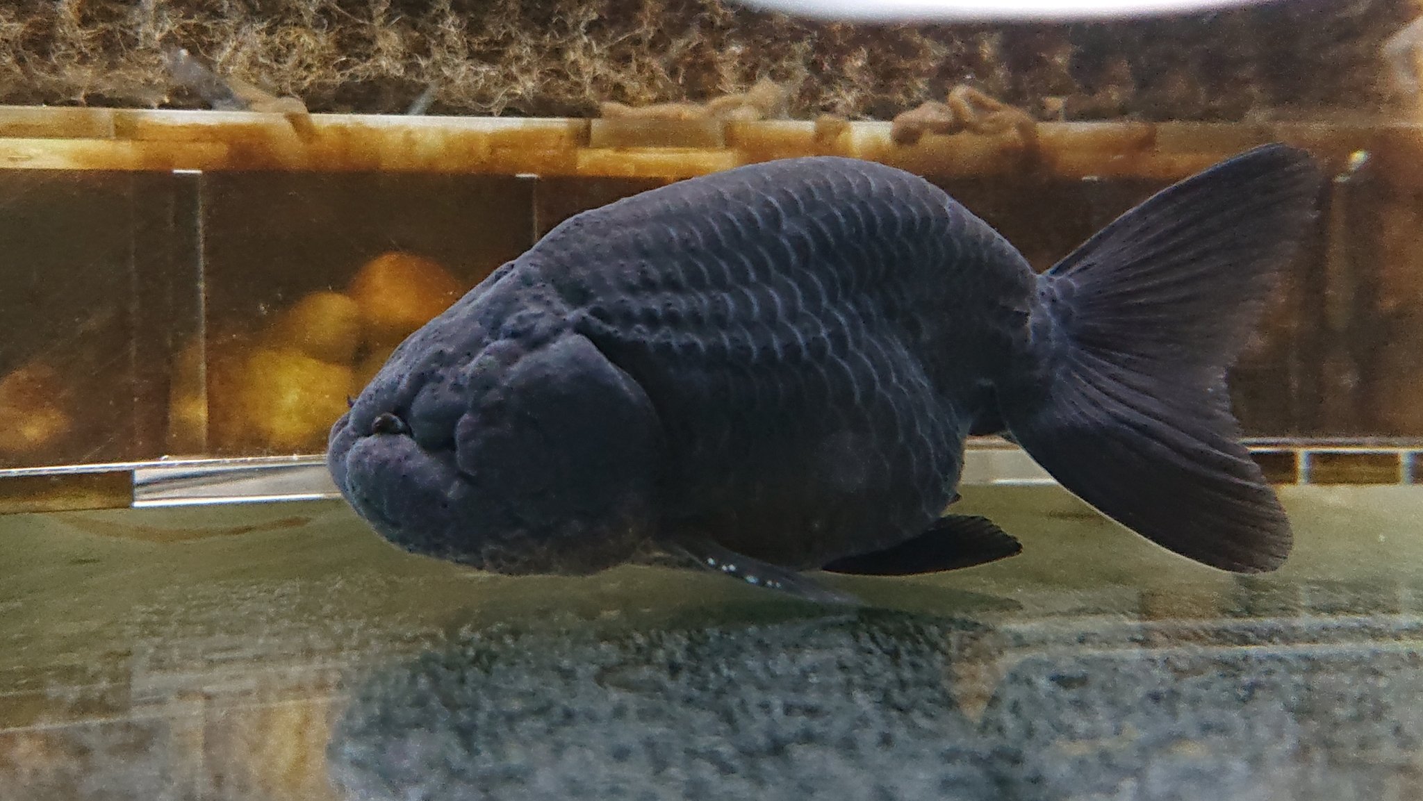 かず 先日購入した黒ランチュウ2匹です 黒ランチュウの目ってなんでこんななの ちゃんと見えてるのか 普通の目 のやつもいたけど あえてこういう目のやつを選びました 黒ランチュウ 金魚 T Co U5nxcc0rhl Twitter