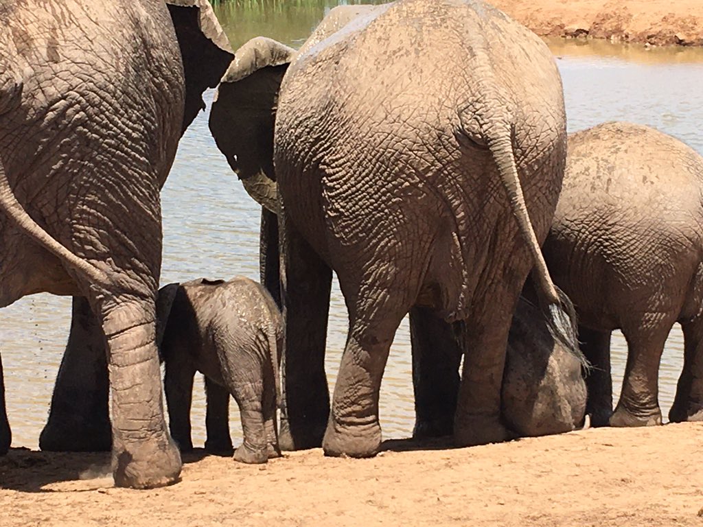 CorBe777's tweet photo. @dein_sa #Amazing #AddoElephant #42Grad 🤩🐘🤩 https://t.co/oCXegSWubp