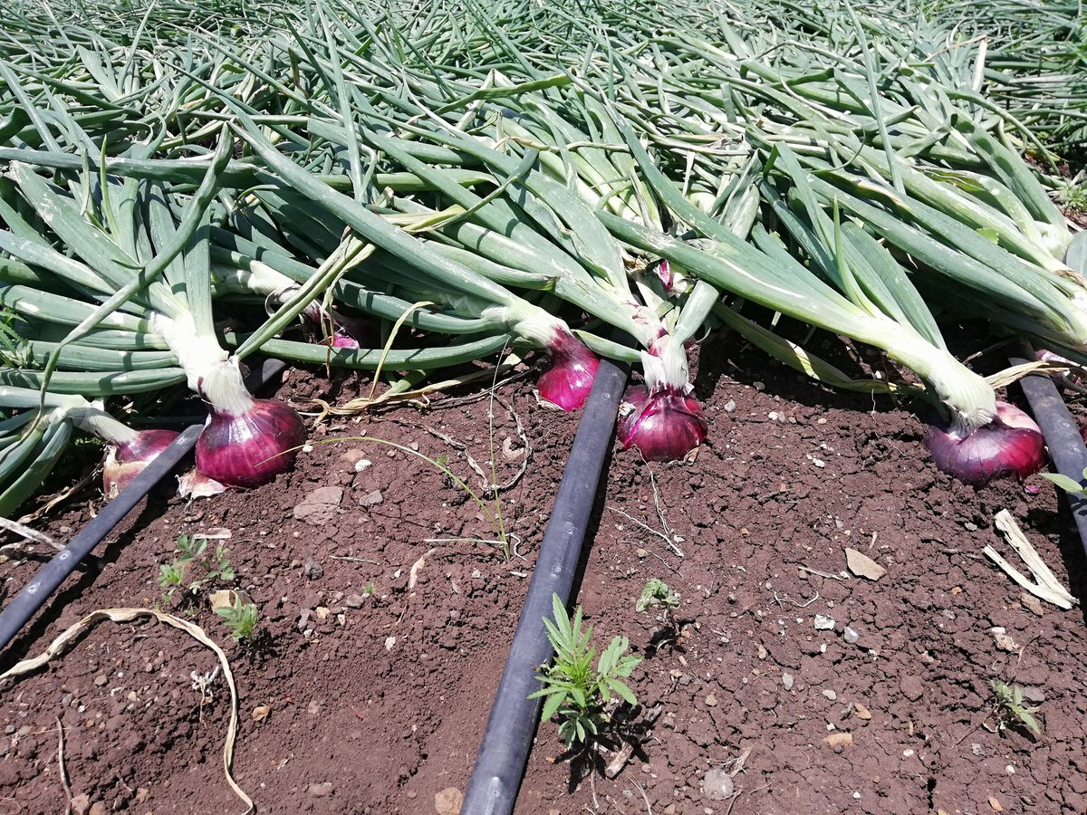 IrriHub's tweet photo. farming is one of the most rewarding ventures today, but it takes good planning, research, training and constant adaptation to changes to be successful. As one old farmer once told me, there’s no better-refined group of people in this world than those who call themselves farmers https://t.co/mRctD9c14C