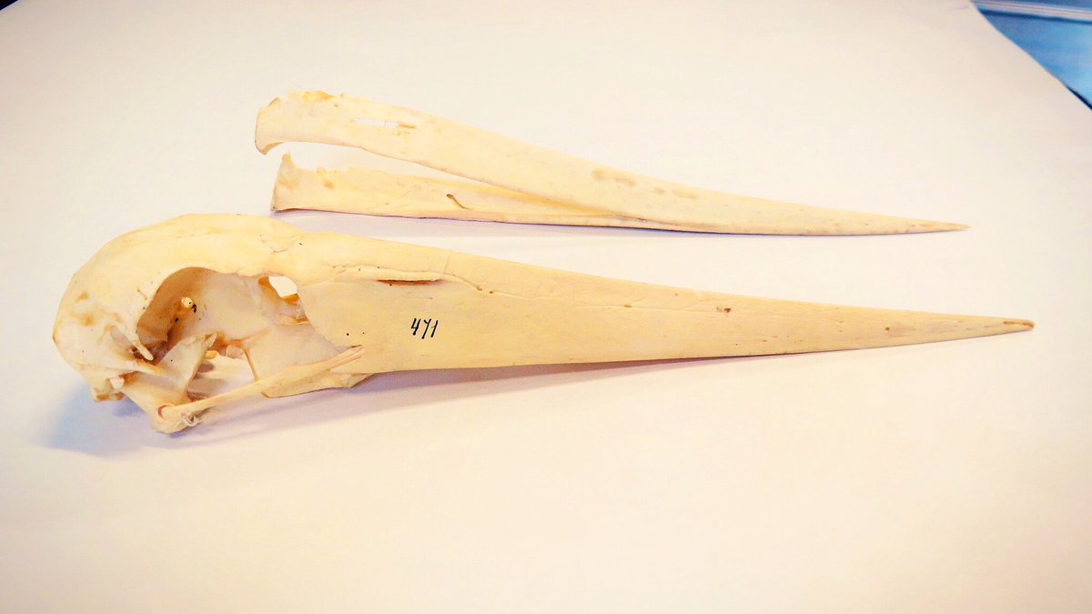 Yara_Haridy's tweet image. #GuessTheSkull is back! 
💀 

The #Twittergame where I show you the #skull and you guess the animal! 🦅 🐋 🐟 

Share and play with friends because it’s better if you are wrong together ;) 

Later, I will tell you about these cursed animals. 

#Osteology #Scicomm