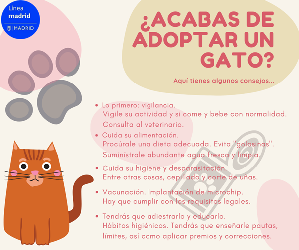 Ya has tomado la decisión, ahora toca cuidarlos... 🐱🐈
« ¿Acabas de adoptar un gato? Aquí tienes algunos consejos...» 👇👇