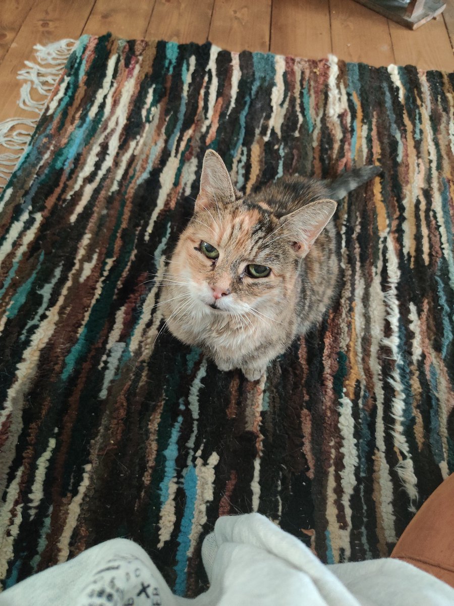 BleekLondon's tweet photo. @Nnedi Omg! Cats are literally the best! They bring so much joy and are so loving! This is my little muffin, had her for 18yrs, she literally ran down the stairs to greet me after I returned from travelling for 4months! 😍😍 https://t.co/WEJDF1ySpg